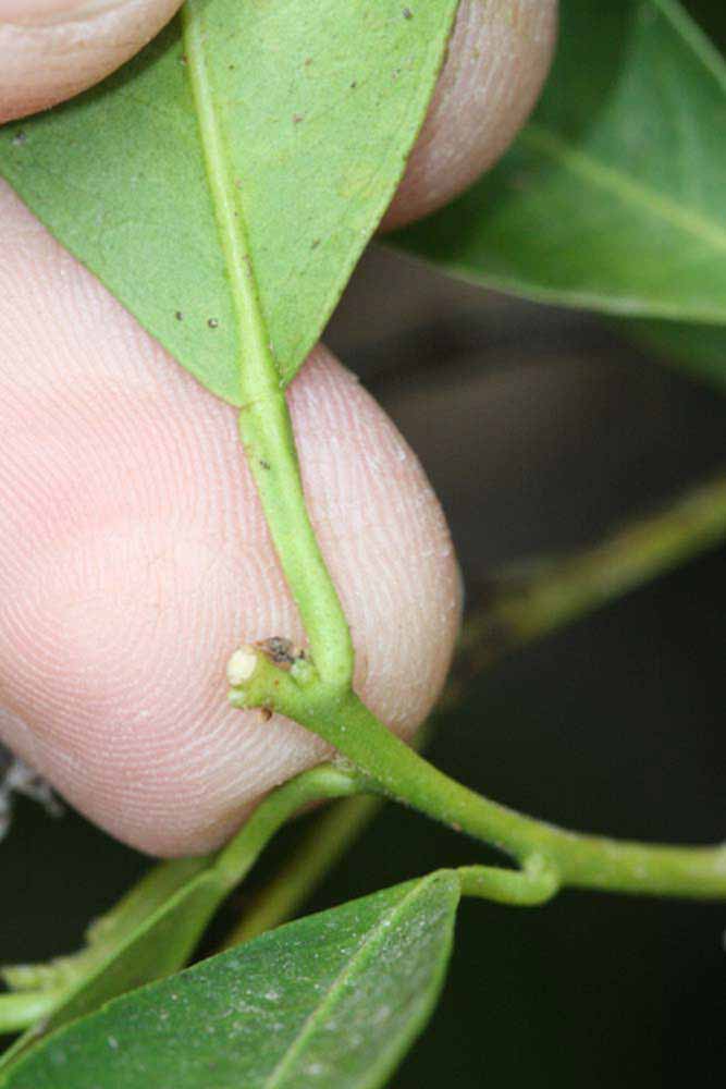              Petiole (Riverside, CA)       